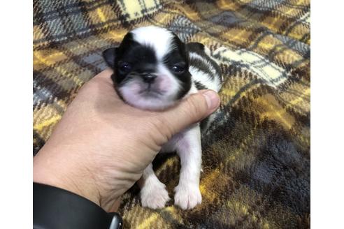 成約済の青森県のペキニーズ-66590の5枚目