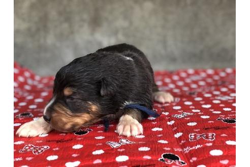 成約済の山梨県のオーストラリアンシェパード-65622の2枚目