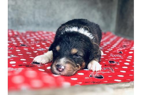 成約済の山梨県のオーストラリアンシェパード-65623の5枚目