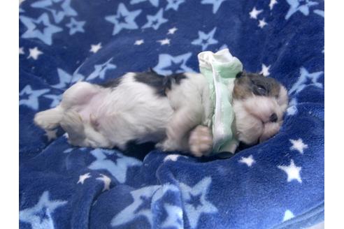 成約済の埼玉県のキャバリアキングチャールズスパニエル-66690の4枚目