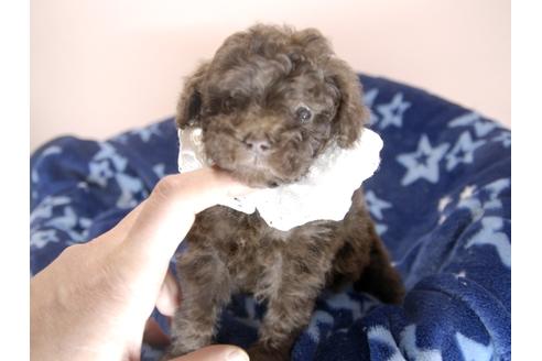成約済の埼玉県のトイプードル-66703の1枚目