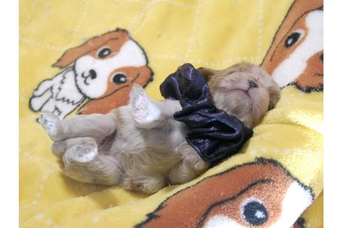 成約済の埼玉県のキャバリアキングチャールズスパニエル-66704の8枚目