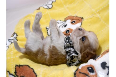 成約済の埼玉県のキャバリアキングチャールズスパニエル-66706の4枚目
