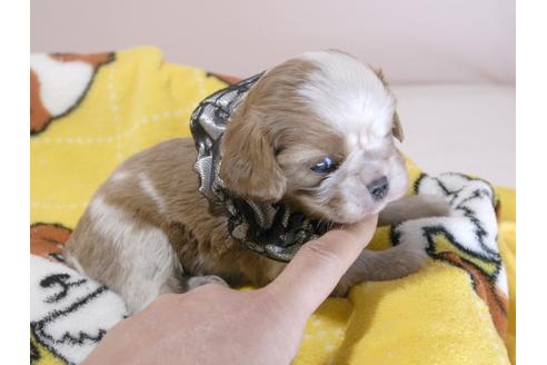 成約済の埼玉県のキャバリアキングチャールズスパニエル-66706の2枚目