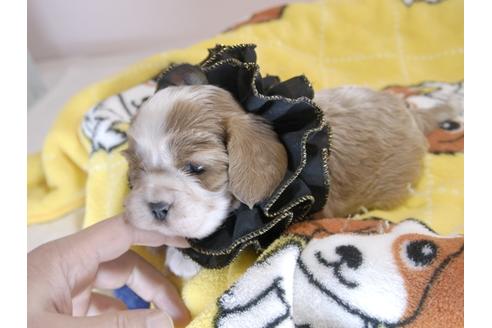 成約済の埼玉県のキャバリアキングチャールズスパニエル-66708の3枚目