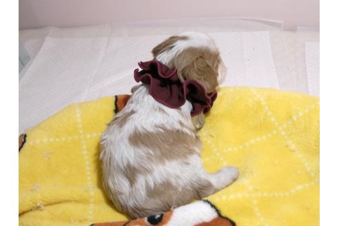 成約済の埼玉県のキャバリアキングチャールズスパニエル-66710の9枚目