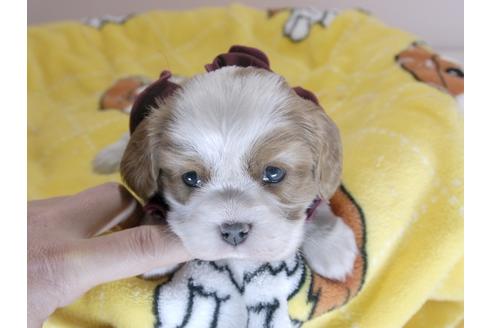 成約済の埼玉県のキャバリアキングチャールズスパニエル-66710の5枚目