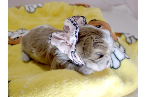 成約済の埼玉県のキャバリアキングチャールズスパニエル-66713の2枚目