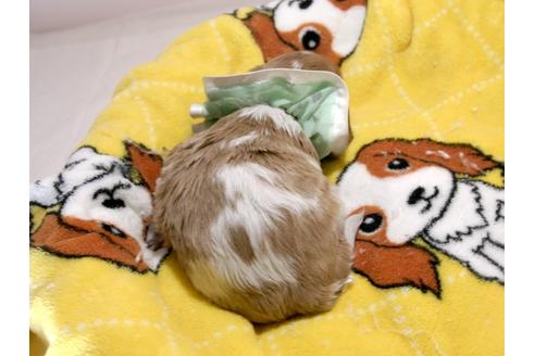 成約済の埼玉県のキャバリアキングチャールズスパニエル-66714の10枚目