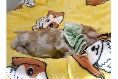 成約済の埼玉県のキャバリアキングチャールズスパニエル-66714の9枚目