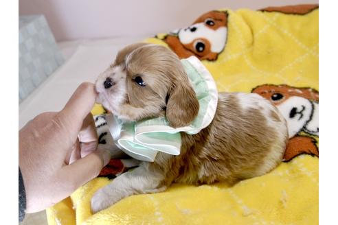 成約済の埼玉県のキャバリアキングチャールズスパニエル-66714の8枚目