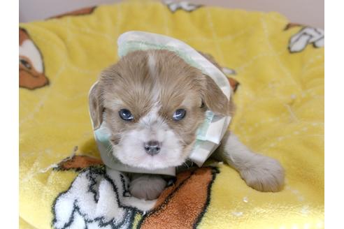 成約済の埼玉県のキャバリアキングチャールズスパニエル-66714の6枚目