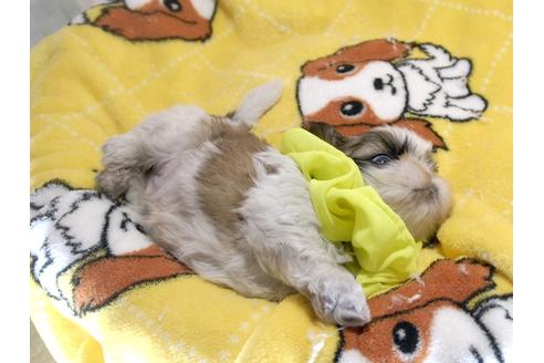 成約済の埼玉県のシーズー-66718の4枚目
