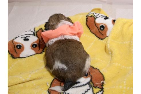 成約済の埼玉県のシーズー-66719の5枚目