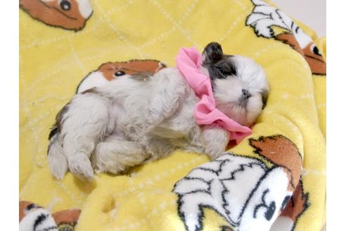 成約済の埼玉県のシーズー-66722の8枚目