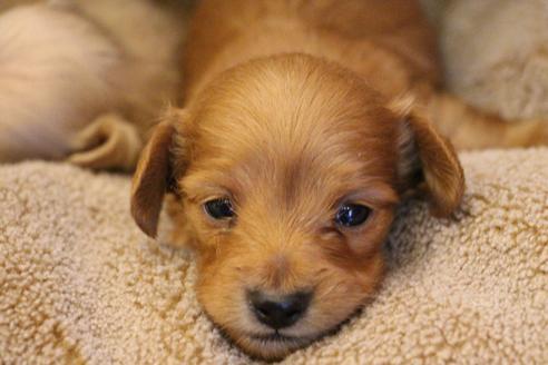 成約済の愛知県のカニンヘンダックスフンド(ロングヘアード)-65263の17枚目