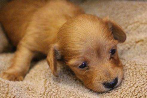 成約済の愛知県のカニンヘンダックスフンド(ロングヘアード)-65263の16枚目