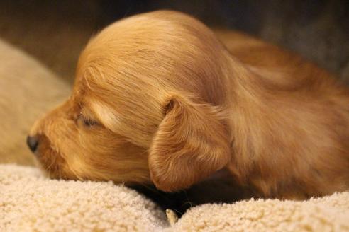 成約済の愛知県のカニンヘンダックスフンド(ロングヘアード)-65263の15枚目