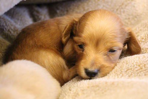 成約済の愛知県のカニンヘンダックスフンド(ロングヘアード)-65263の14枚目