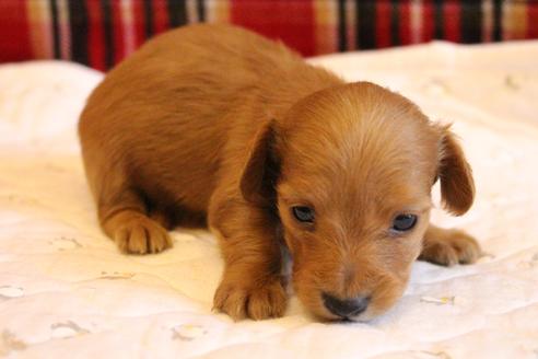 成約済の愛知県のカニンヘンダックスフンド(ロングヘアード)-65263の13枚目