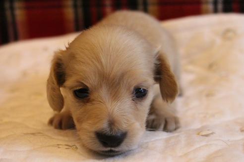 成約済の愛知県のカニンヘンダックスフンド(ロングヘアード)-65262の10枚目