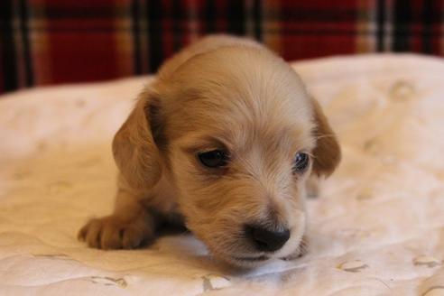 成約済の愛知県のカニンヘンダックスフンド(ロングヘアード)-65262の9枚目