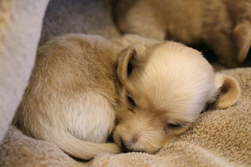 成約済の愛知県のカニンヘンダックスフンド(ロングヘアード)-65262の8枚目