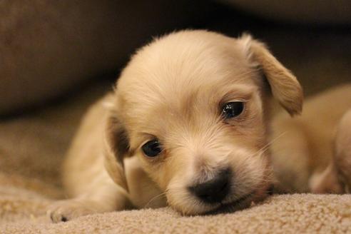 成約済の愛知県のカニンヘンダックスフンド(ロングヘアード)-65262の7枚目