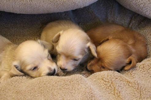 成約済の愛知県のカニンヘンダックスフンド(ロングヘアード)-65262の6枚目