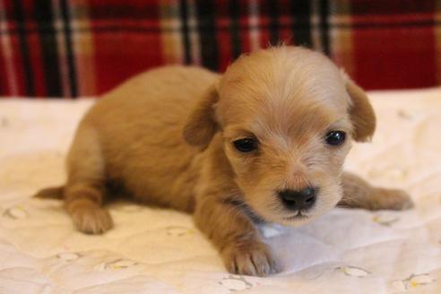 成約済の愛知県のカニンヘンダックスフンド(ロングヘアード)-65265の11枚目