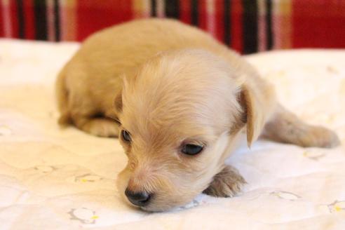 成約済の愛知県のカニンヘンダックスフンド(ロングヘアード)-65265の10枚目