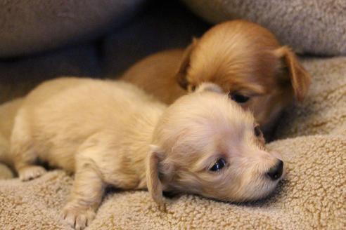 成約済の愛知県のカニンヘンダックスフンド(ロングヘアード)-65265の9枚目