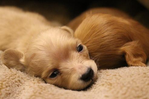 成約済の愛知県のカニンヘンダックスフンド(ロングヘアード)-65265の8枚目