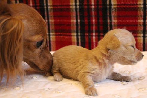 成約済の愛知県のカニンヘンダックスフンド(ロングヘアード)-65265の7枚目