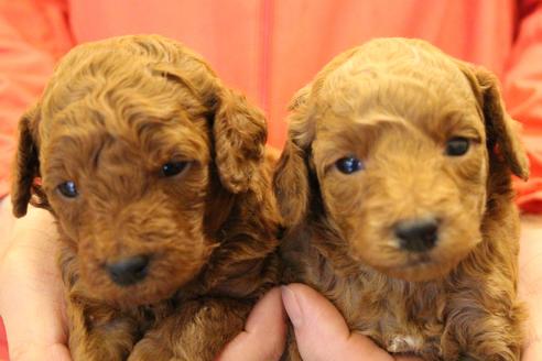 成約済の愛知県のトイプードル-65662の9枚目