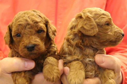 成約済の愛知県のトイプードル-65662の8枚目