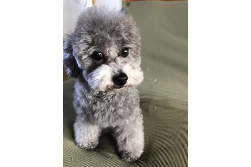 北海道のトイプードル 女の子 19 02 06生まれ シルバー 子犬id ブリーダーナビ
