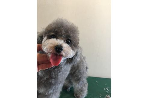 北海道のトイプードル 女の子 19 02 06生まれ シルバー 子犬id ブリーダーナビ