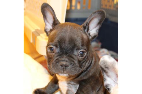 成約済の愛知県のフレンチブルドッグ-63621の9枚目