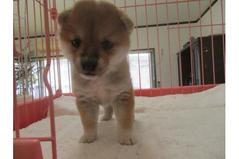 成約済の岡山県の豆柴-66758の1枚目