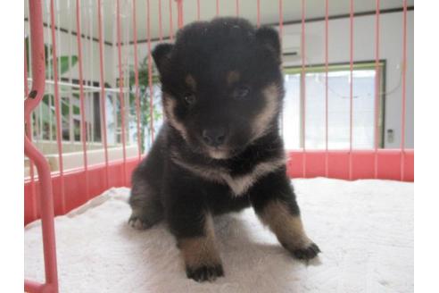 成約済の岡山県の豆柴-66759の2枚目