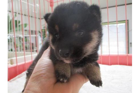 成約済の岡山県の豆柴-66759の1枚目