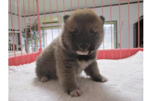 成約済の岡山県の豆柴-66760の2枚目