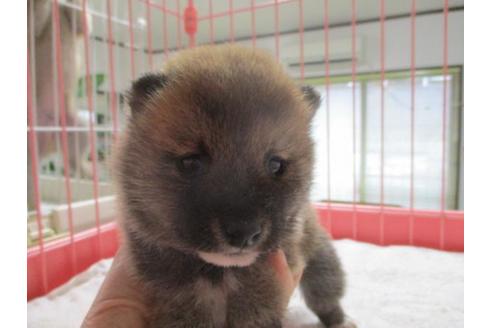 成約済の岡山県の豆柴-66760の1枚目