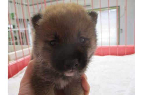 成約済の岡山県の豆柴-66761の2枚目