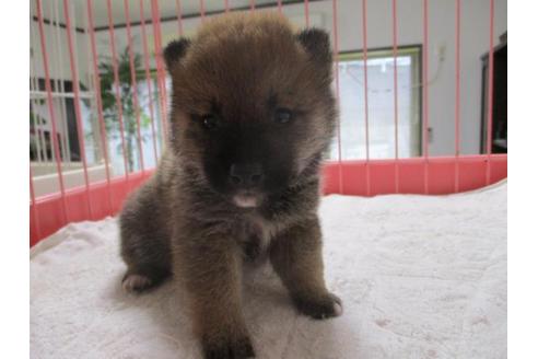 成約済の岡山県の豆柴-66761