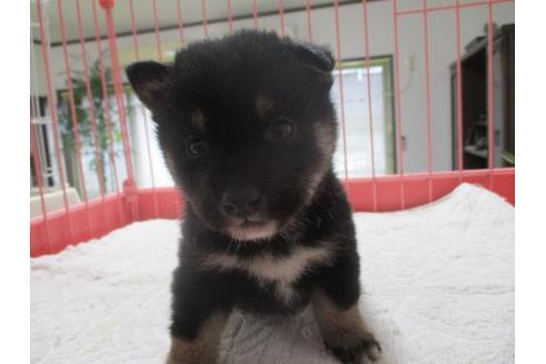 成約済の岡山県の豆柴-66763の2枚目