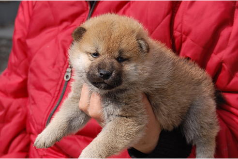 成約済の埼玉県の柴犬-66766の3枚目