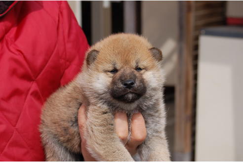 成約済の埼玉県の柴犬-66766の2枚目