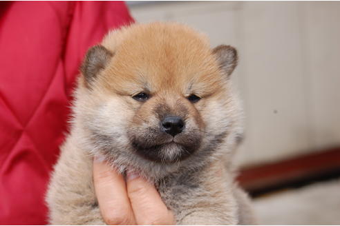 成約済の埼玉県の柴犬-66767